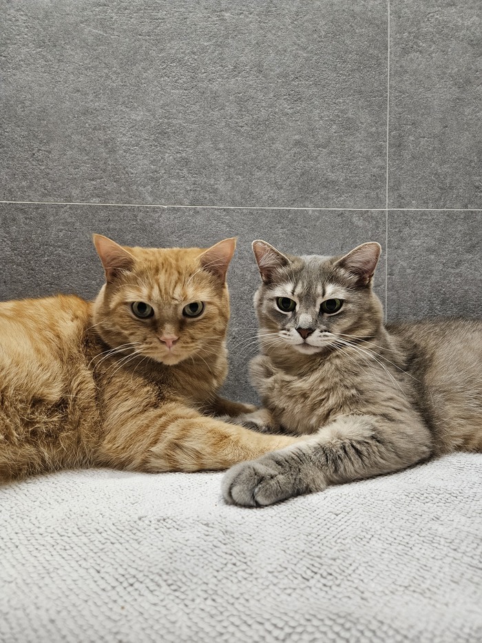 Лучшие фотографии моих котов