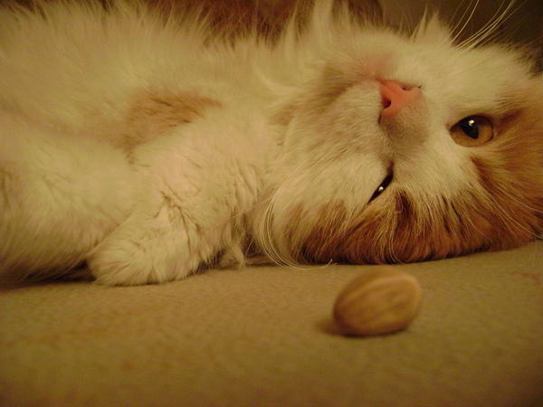 ����� �� ���� ���� ������ ���������� ����