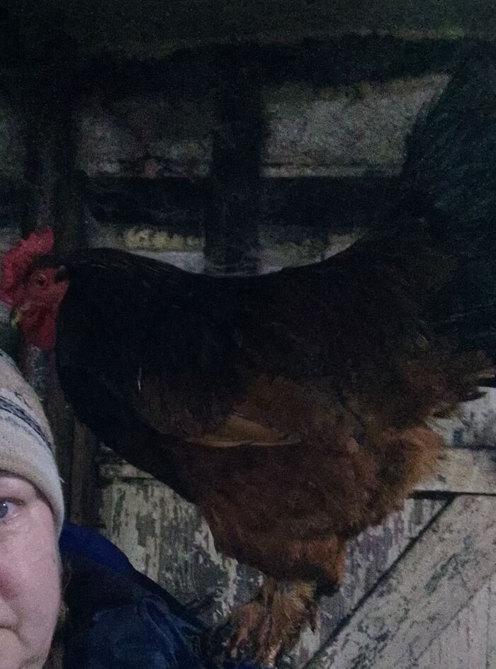 ���� ��� �����