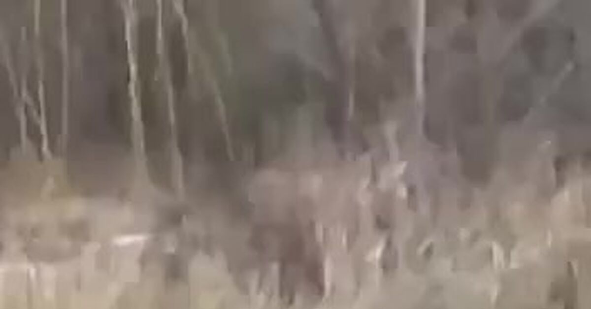 Thin Ice Fishing - Series Fishing  hunt, Fishing, Ice, Inflatable boat, Video, Vertical video, Short videos, Telegram (link)