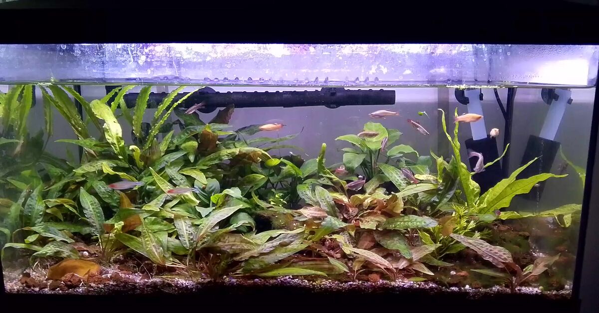 Continuation of the post Continuation of the post Continuation of the post Adult Videos - My, Aquarium, Aquarium, Short videos, A wave of posts, Video, Reply to post