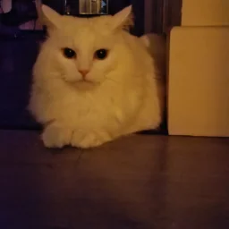CoTanya