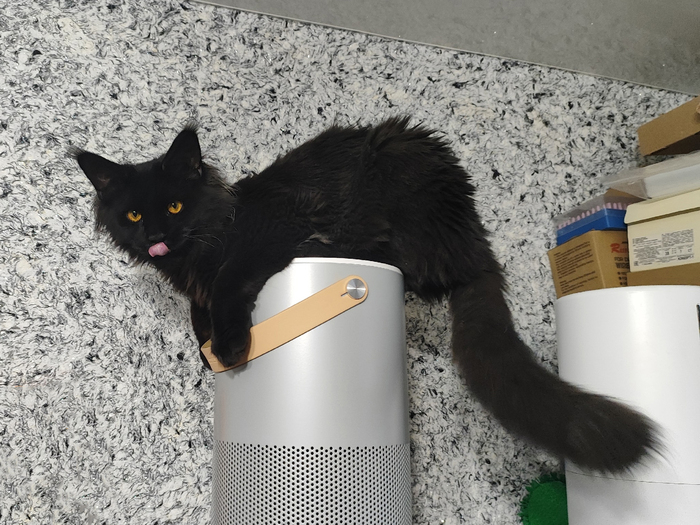 Лучшее фото моего кота