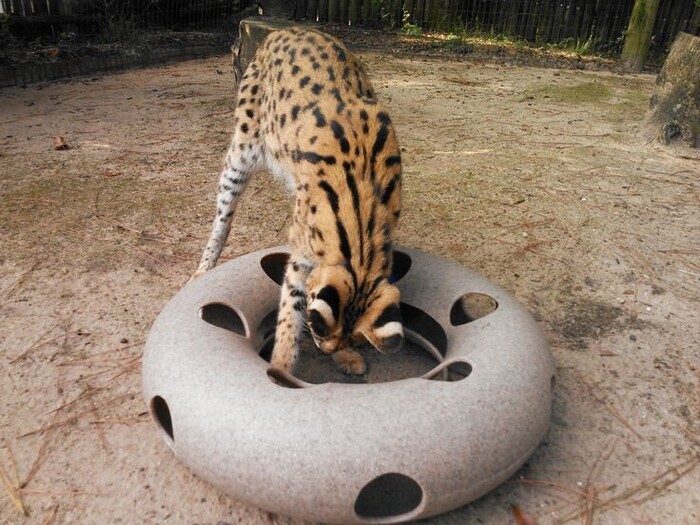 ���������� ������������� �������, ��������� �� ������ �� ��������, ��� ������ ������� ��� �����, ������� ��������� � ������������.