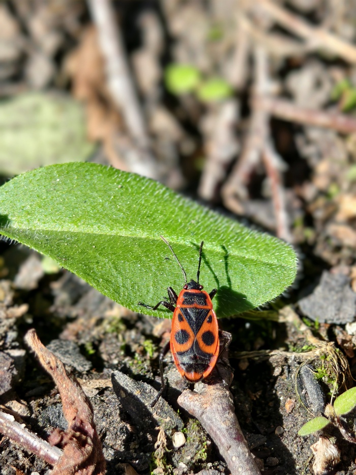 Vivo x200s, ����� �����, ����-�������� � ������) 