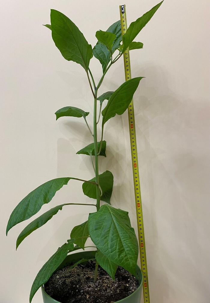 ���������� �����, 4 ���., 70 ��