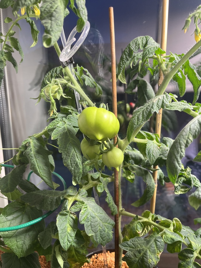 ������ ������������.