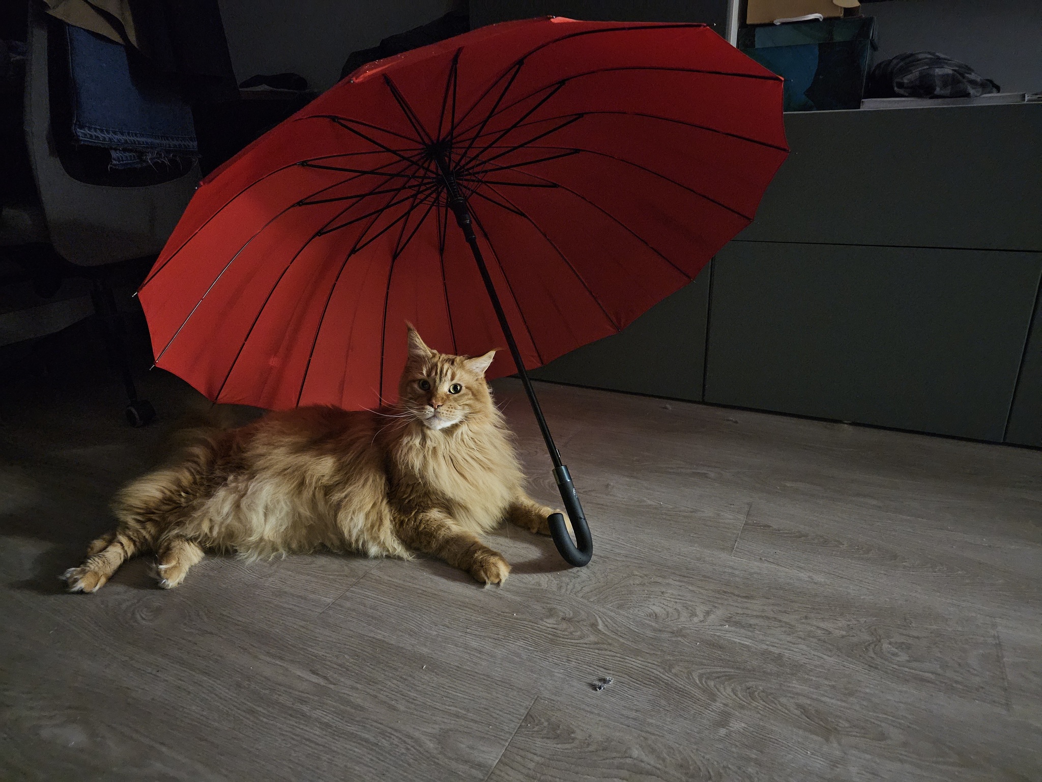 Лучшие фото моего кота. Тоже - Мейн-кун, Фотография, Большие кошки, Кошатники, Кот, Моё