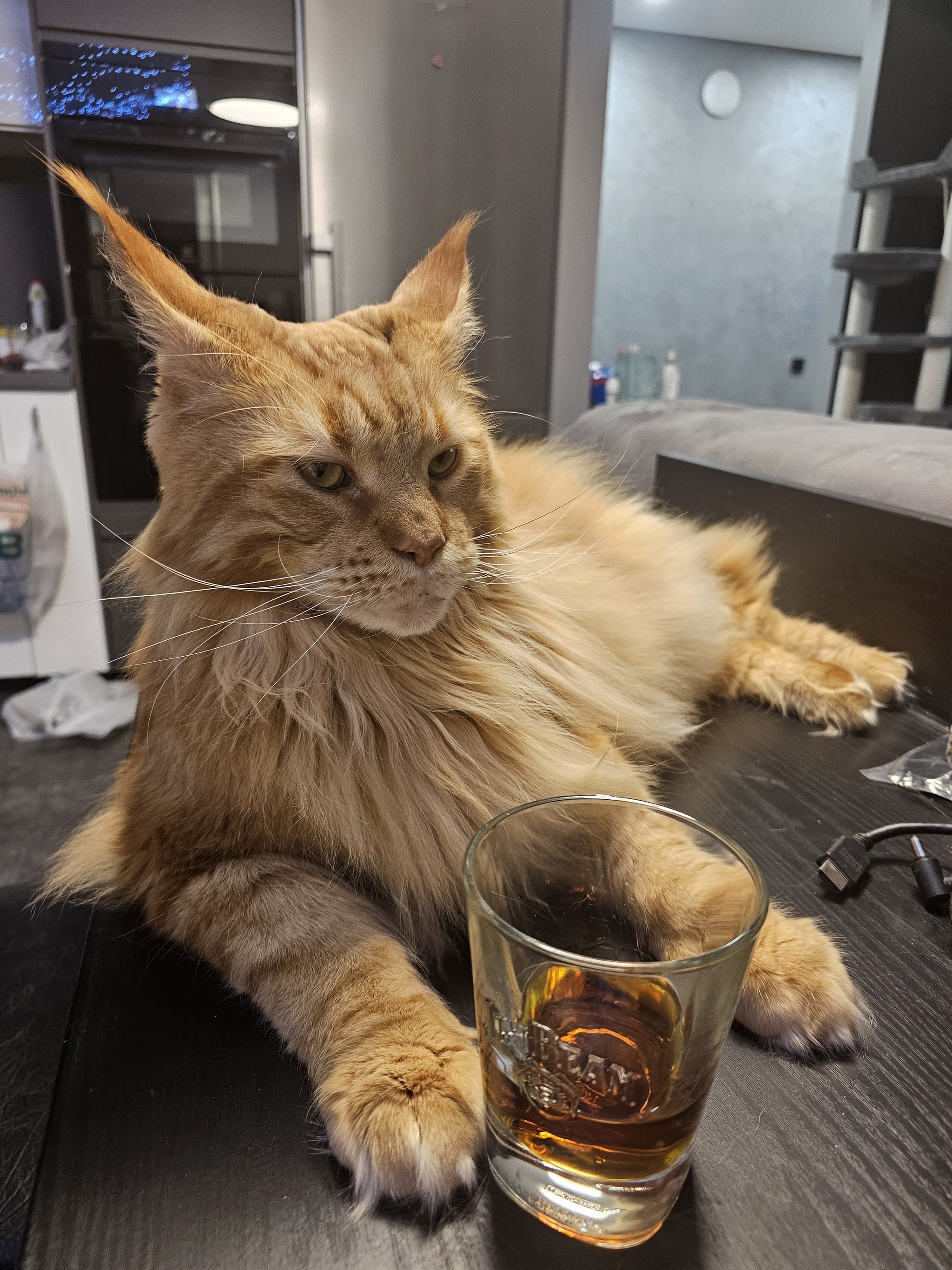 Лучшие фото моего кота. Тоже - Мейн-кун, Фотография, Большие кошки, Кошатники, Кот, Моё