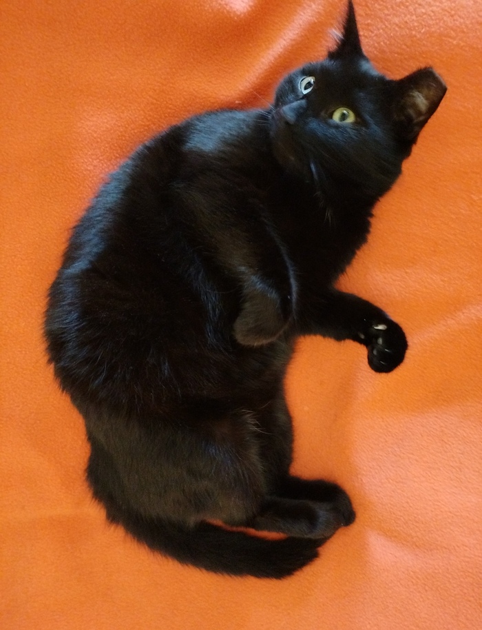 Лучшее фото моего кота