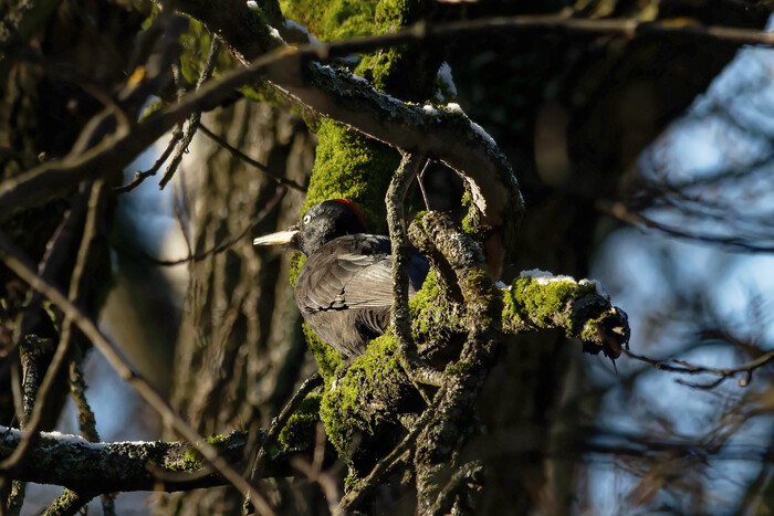 �����������-���� ������