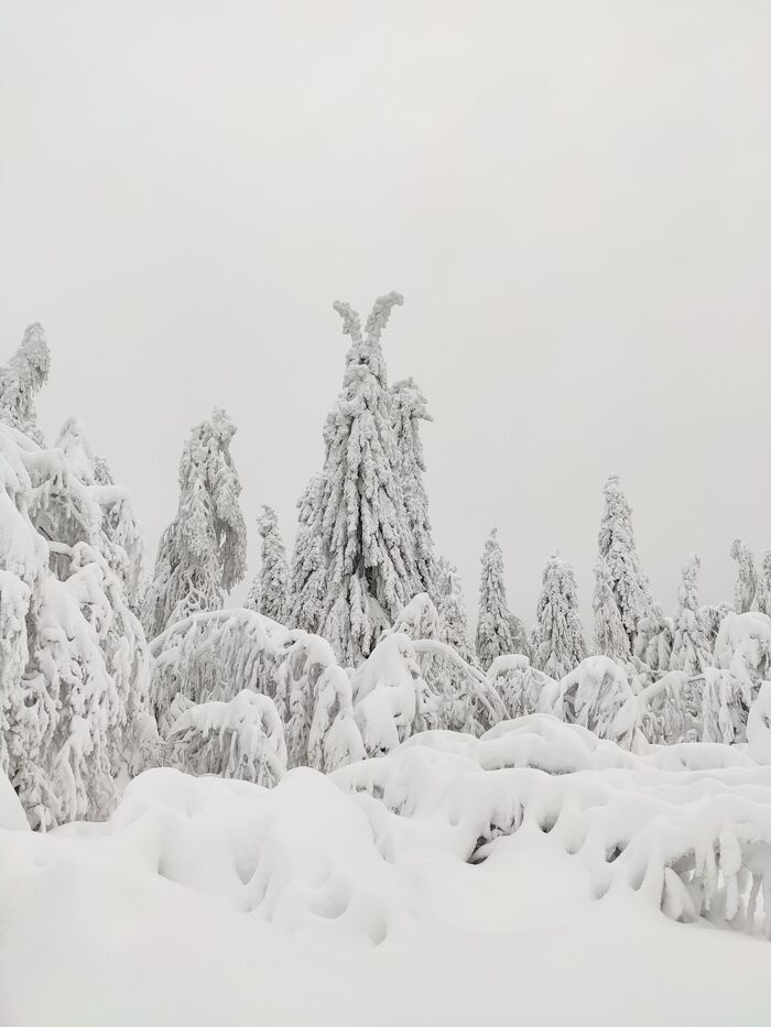 ����� �� ���� ��� ������� ��������� ������ (���)�