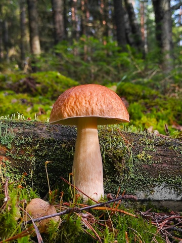 ��������� ����� ���� ��������� �� ������� ����������