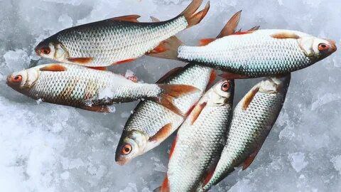 ����� ������ �����