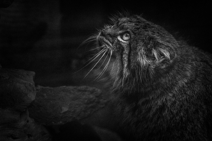 � ���� �������, ������