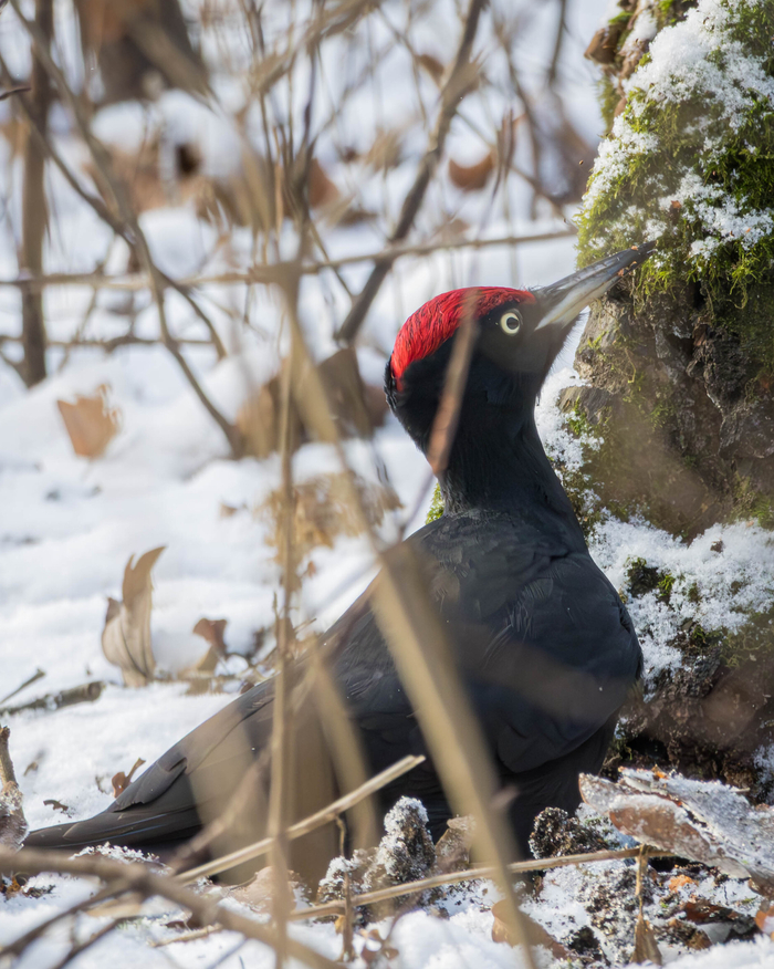 (жмакаем на фото для лучшего качества)