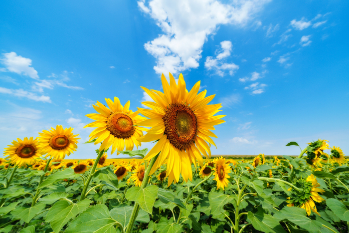 ����� ����, ��������