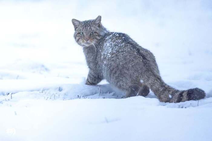 Зима пришла