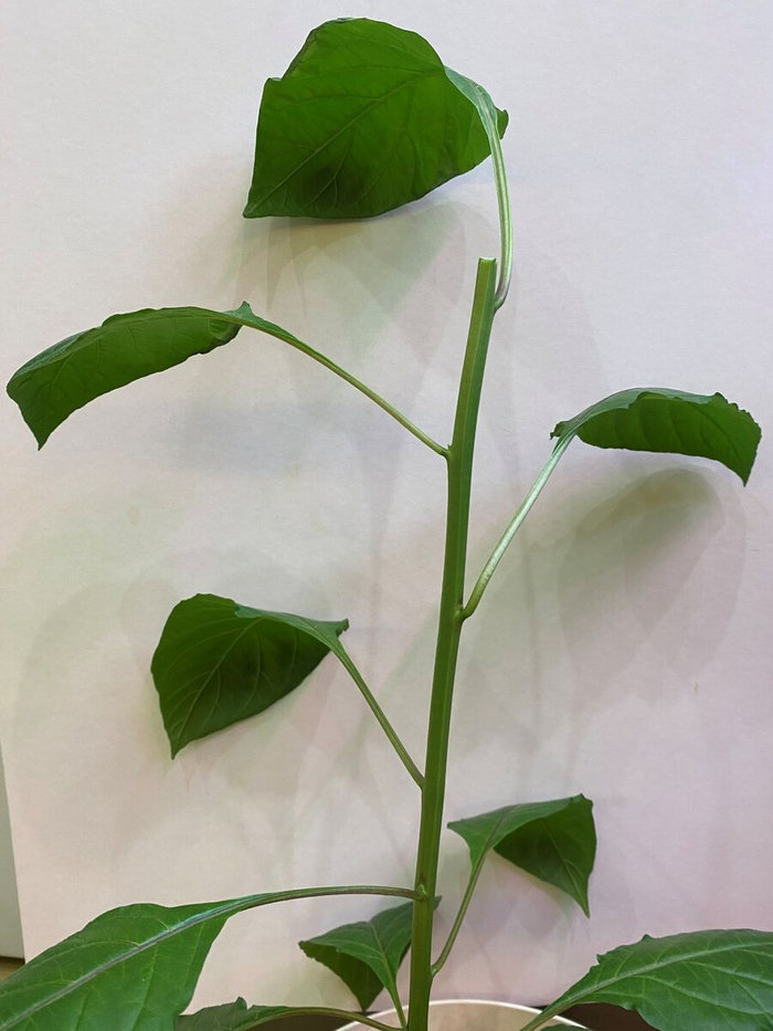 ���������� ����� (Chocolate Bhutlah)