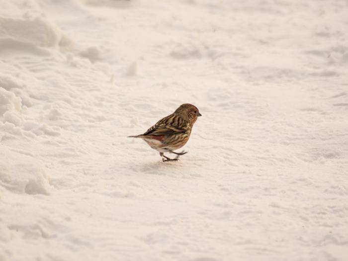 � ��� ������� ��������� ��������, ��� �� �����...