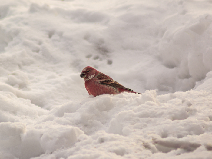 � ����� ���� � �����