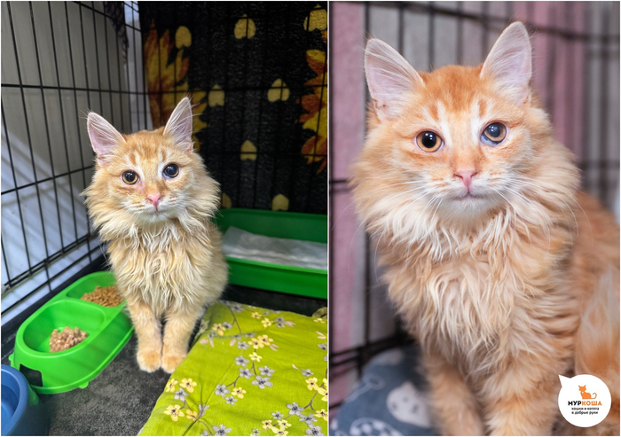 ������-������� ������, 6 �������, ������ �� ����.