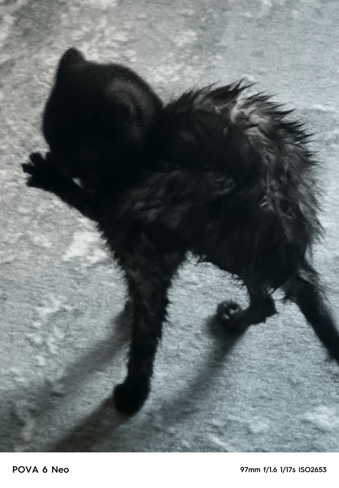 Худшее фото кошечки