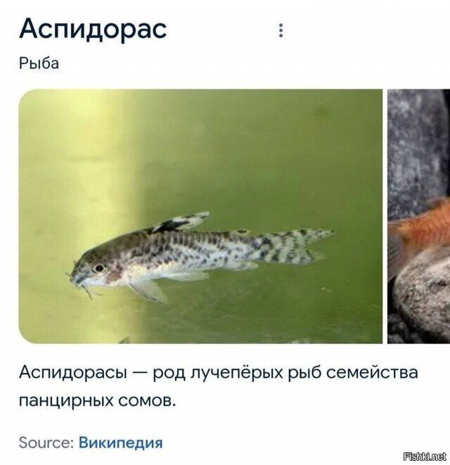 ��������� ���