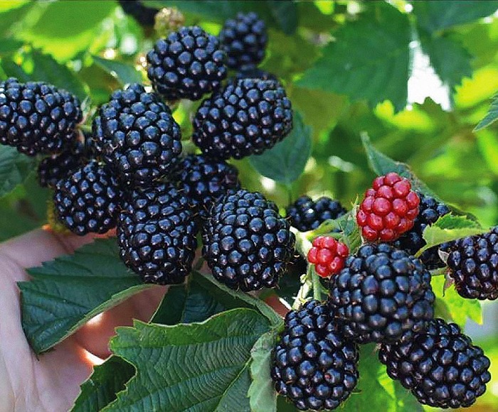 ��������� ��������