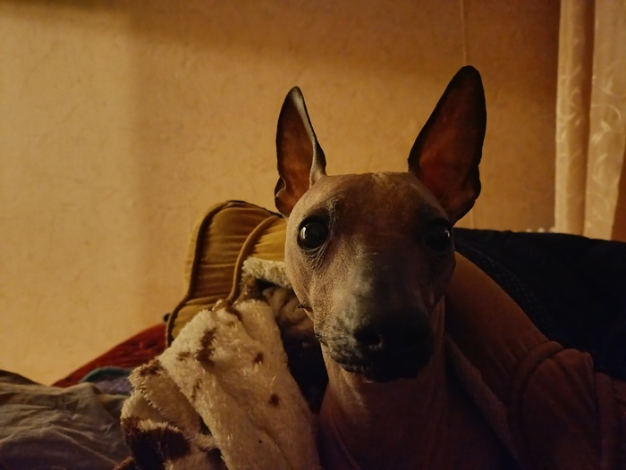 ������ ������