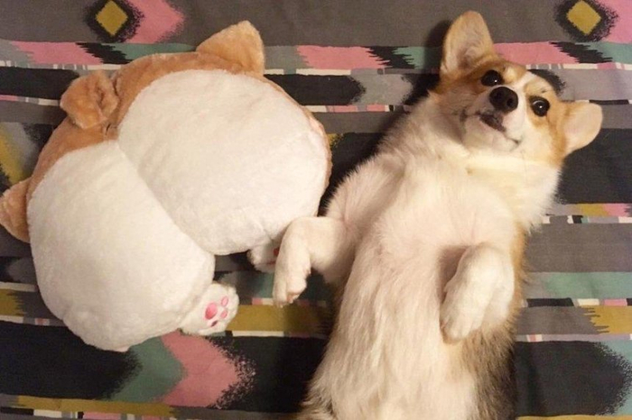 Пушистые жопки