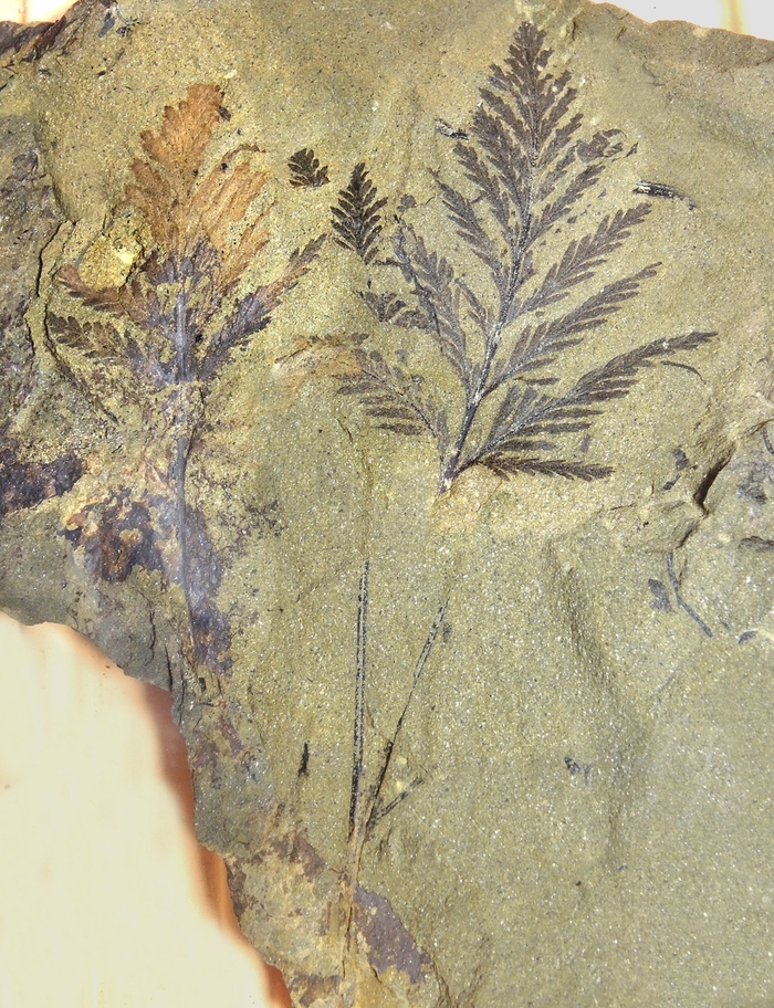 ���������� ������ ���� Onychiopsis compressa&nbsp; (��������������� ������� ������, ����������� �����, ������ ���). ���� �. �. ����������.