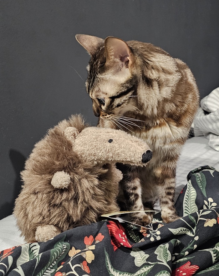 ��� �� �����, �������� �����