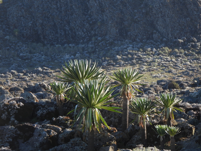 ���� �. ����������.