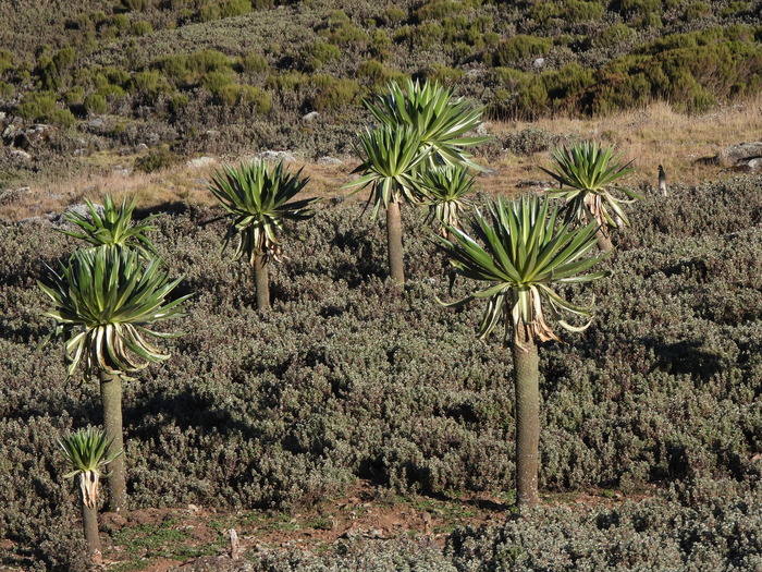 ���� �. ����������.