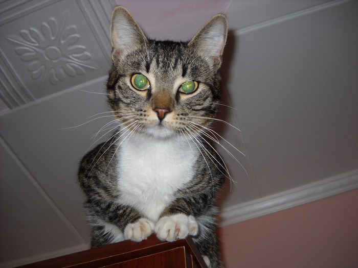 Самое лучшее фото кота