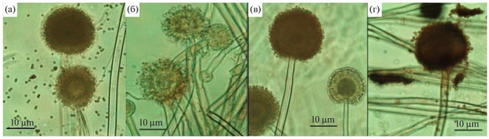 ������������ Aspergillus niger F-4816D: � � ����� ������, � � ����� ������ + ��������������, � � ����� ������ ��� ��������, � � ����� ������ ��� �������� + �������������� / � ���������� � ��������������