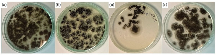 ������� Aspergillus niger F-4816D ����� 12 ����� ����� ������: � � ����� ������, � � ����� ������ + ��������������, � � ����� ������ ��� ��������, � � ����� ������ ��� �������� + �������������� / � ���������� � ��������������