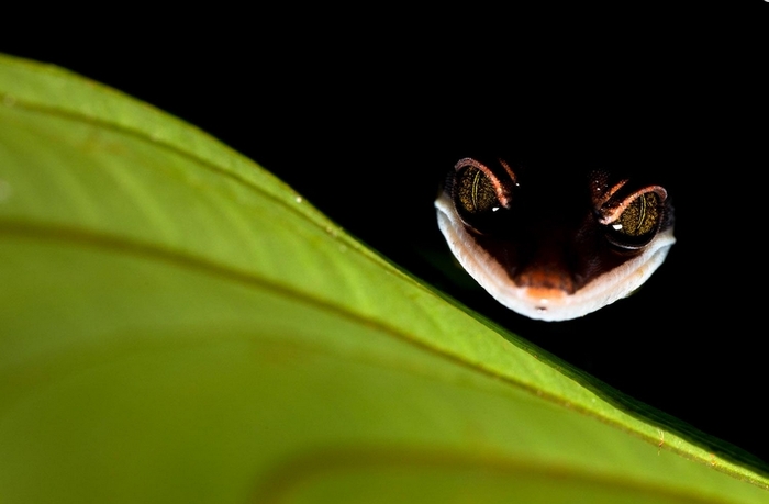 Ночь геккона