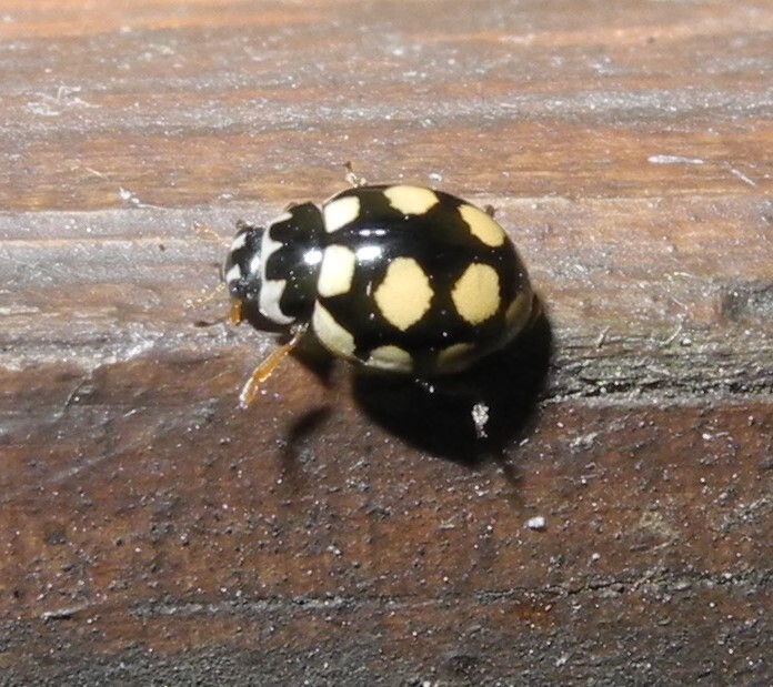 Coccinula quatuordecimpustulata