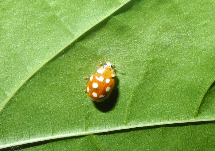 Vibidia duodecimguttata