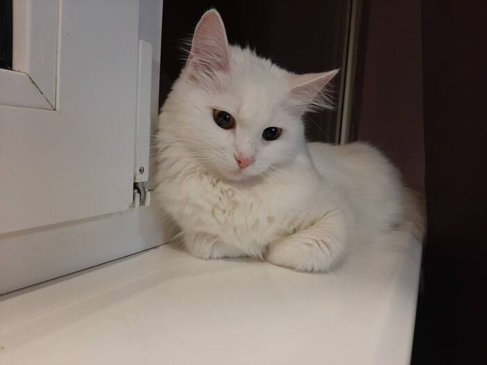 Ответ на пост «Сказали, что нужно фото кота. Так вот он»