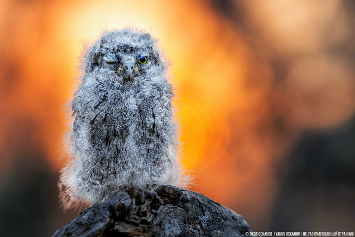 �������� �����