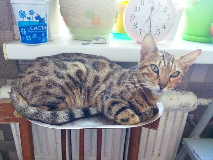 ����� ������