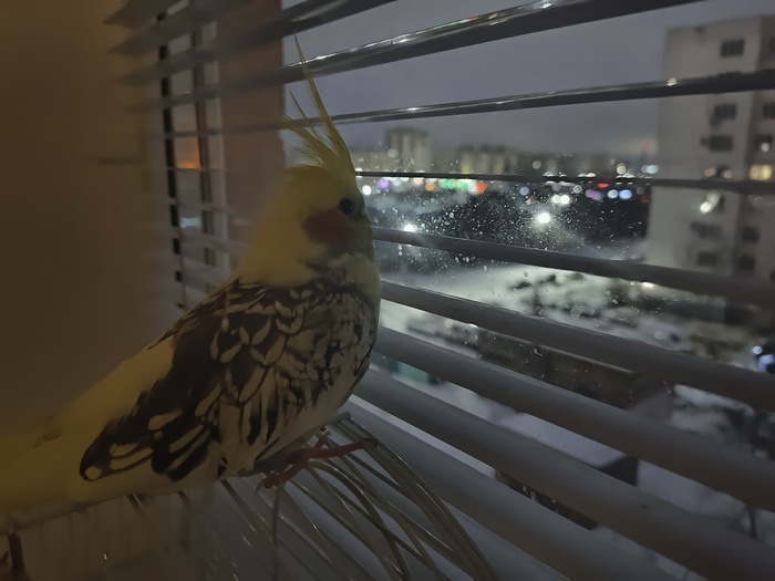 ����, ��� ������� �����, ����� � ��-��