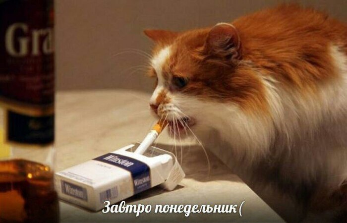 Последний понедельник 2025