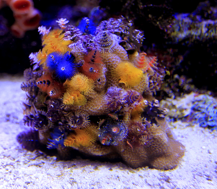 Новогодняя ёлочка на дне океана. Необычный морской червь