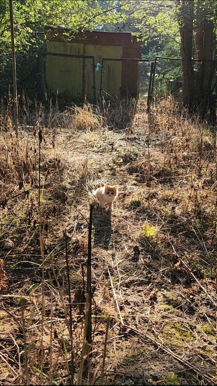 ����� �� ��� ������� �������