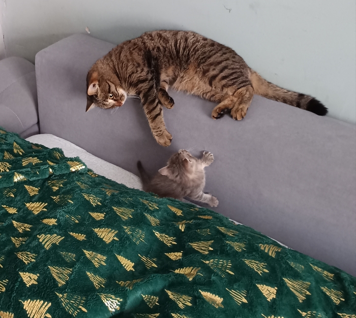 ��� �������