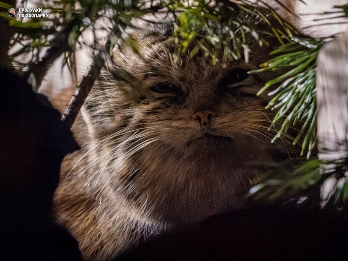 ������ ��������